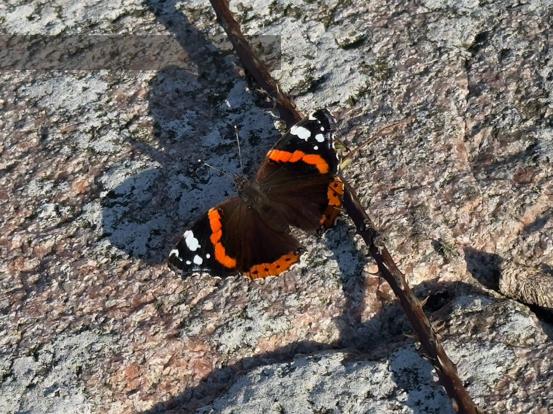 Schmetterling auf Utklippan